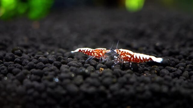Red galaxy pinto shrimp on black soil closeup