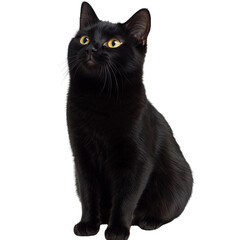 Playful black cat sitting gracefully in a cozy indoor setting