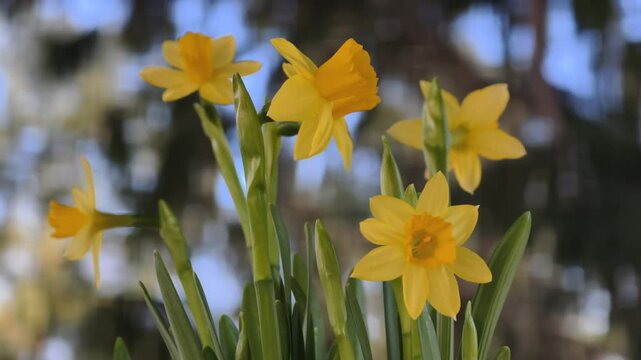 Beautiful colorful narcissus or Daffodil close up morning light. Narcissus is a genus of predominantly spring perennial plants of the amaryllis family, Amaryllidaceae.
