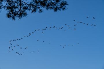 Flock of Birds Silhouetted against Blue Sky during Migration – Minimalist Nature Scene with Flying Wildlife and Pine Tree Branch