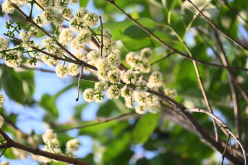 Syzygium cumini flowers on the tree. Its common names Malabar plum, Java plum,  black plum, jamun, jamun, jamun and  jambolan. It is an evergreen tropical tree in the flowering plant family Myrtaceae.