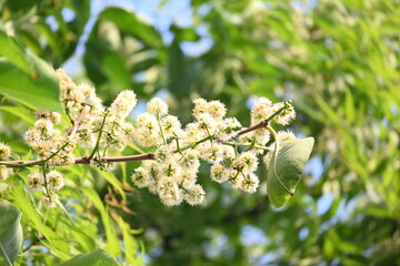 Syzygium cumini flowers on the tree. Its common names Malabar plum, Java plum,  black plum, jamun, jamun, jamun and  jambolan. It is an evergreen tropical tree in the flowering plant family Myrtaceae.