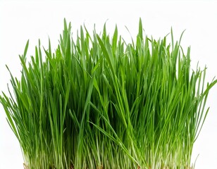 Fototapeta premium Green grass isolated on white background. The collection different types of lawn