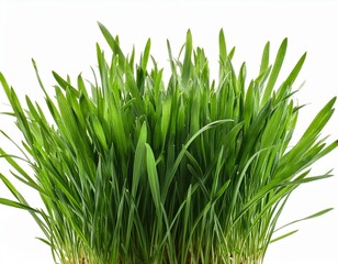 Obraz premium Green grass isolated on white background. The collection different types of lawn