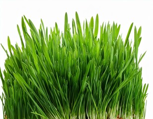 Green grass isolated on white background. The collection different types of lawn