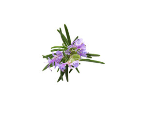 Rosemary sprig in flowers isolated on white background
