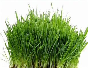 Green grass isolated on white background. The collection different types of lawn