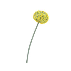 Craspedia Yellow flowers branch bouquet isolated on white background. Watercolor hand drawn botanic sketch illustration. Art design wedding invitation, greeting card, decoration graphic
