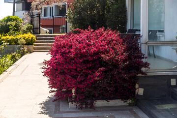 Loropetalum chinense, also known as Chinese fringe flower, with red flowers in a garden