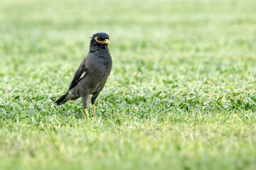 common myna stands on a green lawn, Indian myna, Acridotheres tristis, mynah bird in the family Sturnidae