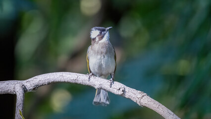black headed woodpecker