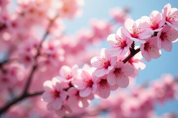Obraz premium Delicate pink sakura blossoms in full bloom, forming a repeating pattern , japan, background, illustration