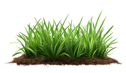 Lush grass patch looks serene and freshly grown