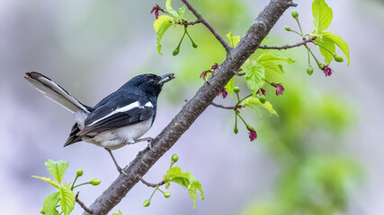 great tit parus major