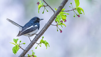 blue tit on branch