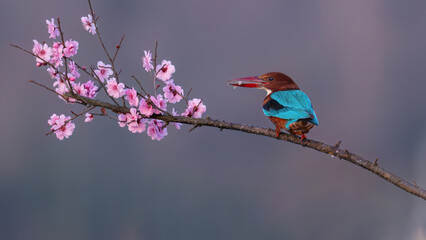 lilac breasted roller on a branch