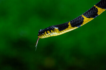 Head close up of a gold-ringed cat snake