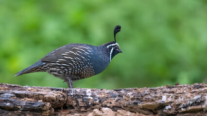 common pheasant male