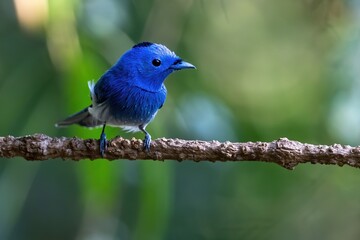 lilac breasted roller