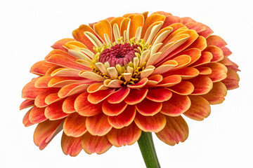 zinnia. generative ai