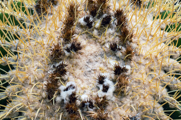 Top part of Golden barrel cactus (Echinocactus grusonii) with spines and thorns. Close up beautiful...