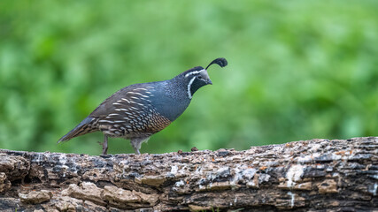 common pheasant male