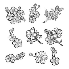 Drawing Beauty Bunch of Sakura Outline. Vector illustration about Nature.