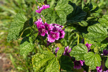 春のゼニアオイの花