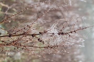 water drops on a cobweb on a wild flower on a misty day