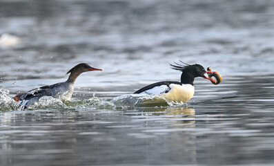 Fototapeta premium black and white ducks