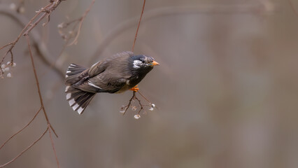 blackbird on a branch