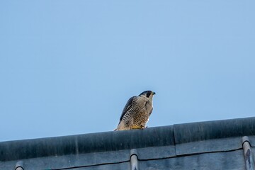 Peregrine Falcon Falco peregrinus perched on the roof of Romsey Abbey Hampshire England