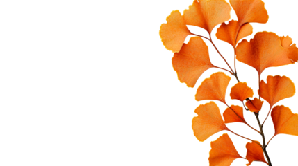 Ginkgo branch with orange leaves, close-up, nature concept, cut out transparent