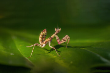 green grasshopper on a leaf