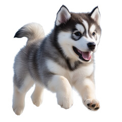 Fototapeta premium Running Husky Puppy