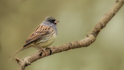 female house sparrow