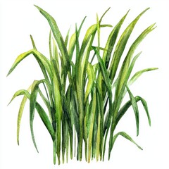 Fototapeta premium Lush Green Grass with Long Leaves on White Background