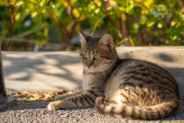 A tabby cat with striking green eyes lounges on a concrete ledge, basking in the sunlight, surrounded by lush greenery and vibrant foliage.