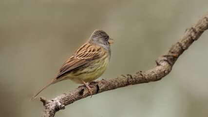 female house sparrow