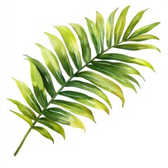 Fototapeta premium Lush Green Fern Leaf Isolated on White Background for Designs