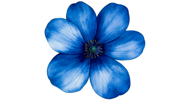 Blue flower with five petals, close-up of anemone, cut out transparent