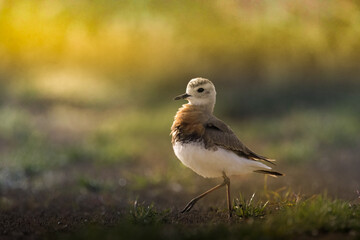 seagull on the beach