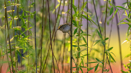great tit on the ground
