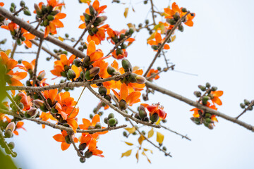 blooming Bombax ceiba or red cotton at horizontal composition