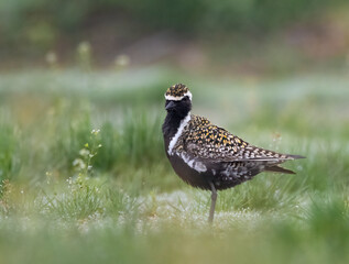 pheasant in the grass
