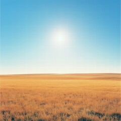 A vast field of golden grass stretching to the horizon, with the sun hanging high in a clear, cloudless blue sky, casting soft, natural light across the landscape