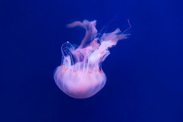 beautiful jellyfish swimming in a fish tank