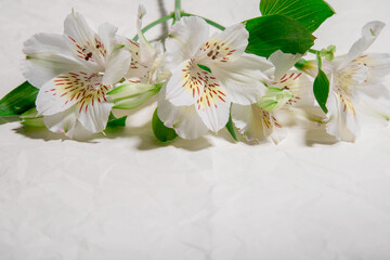 three beautiful white flower buds on a light background.