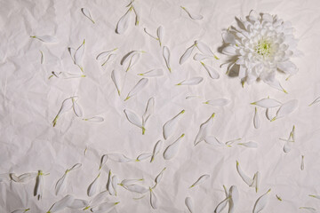 one bud of a large white flower on a background with white petals