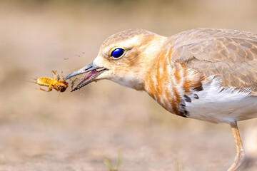 Obraz premium red headed woodpecker